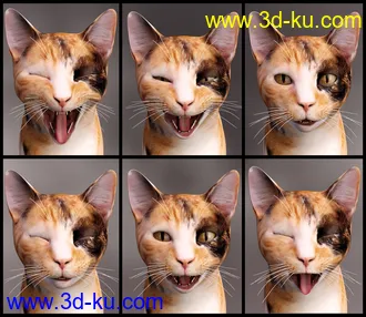 3D打印模型Casual Cat for Daz House Cat的图片