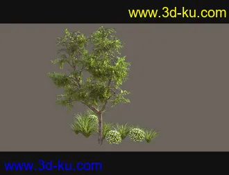 3D打印模型Cecilia House Plants的图片