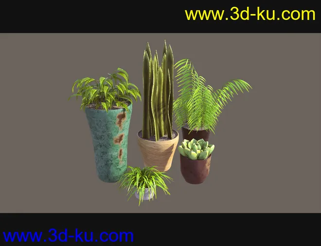 Cecilia House Plants模型的图片8