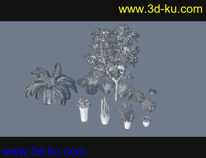 Cecilia House Plants模型的图片11