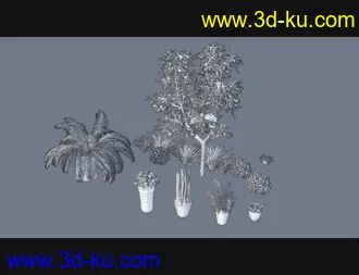 3D打印模型Cecilia House Plants的图片