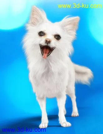 3D打印模型Chihuahua for Daz Dog 8 Brutus的图片