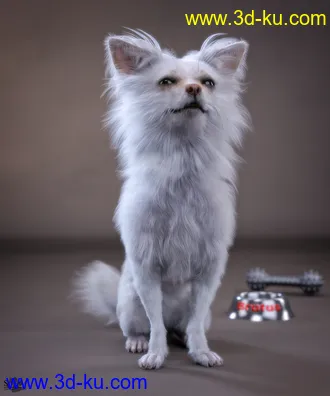 3D打印模型Chihuahua for Daz Dog 8 Brutus的图片