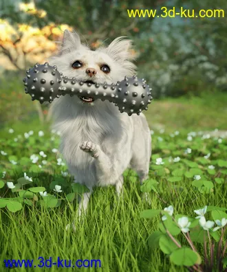 3D打印模型Chihuahua for Daz Dog 8 Brutus的图片