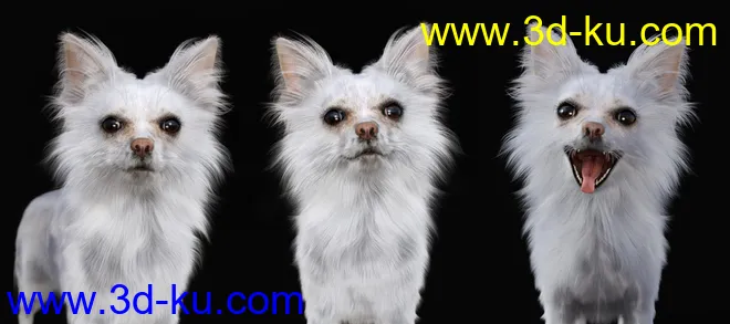 Chihuahua for Daz Dog 8 Brutus模型的图片8