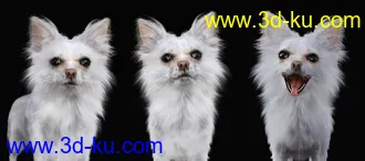 3D打印模型Chihuahua for Daz Dog 8 Brutus的图片