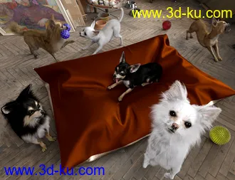 3D打印模型Chihuahua for Daz Dog 8 Clothes Accessories and Poses的图片