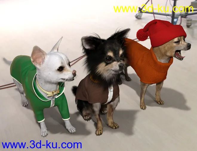 Chihuahua for Daz Dog 8 Clothes Accessories and Poses模型的图片8