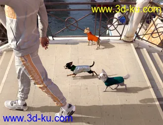 3D打印模型Chihuahua for Daz Dog 8 Clothes Accessories and Poses的图片
