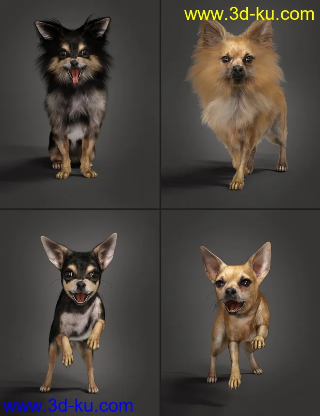 Chihuahua for Daz Dog 8 Penelope and Zorro Add-on模型的图片1