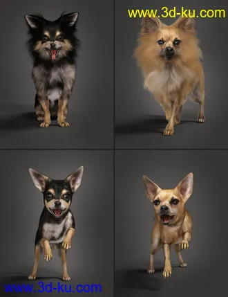 3D打印模型Chihuahua for Daz Dog 8 Penelope and Zorro Add-on的图片