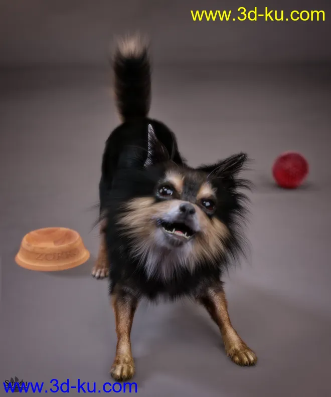 Chihuahua for Daz Dog 8 Penelope and Zorro Add-on模型的图片3