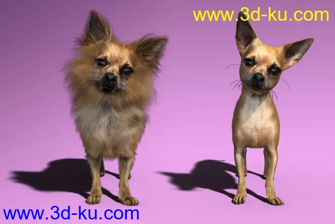 Chihuahua for Daz Dog 8 Penelope and Zorro Add-on模型的图片4