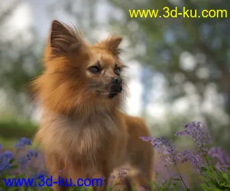 3D打印模型Chihuahua for Daz Dog 8 Penelope and Zorro Add-on的图片