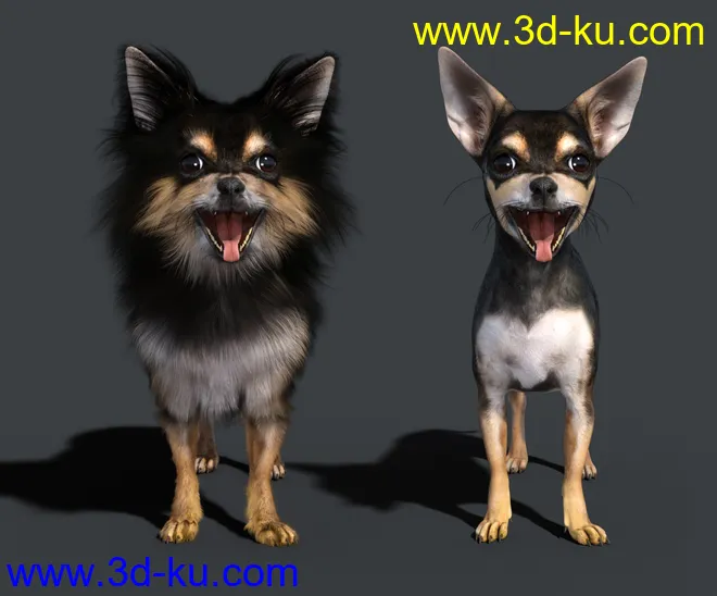 Chihuahua for Daz Dog 8 Penelope and Zorro Add-on模型的图片6