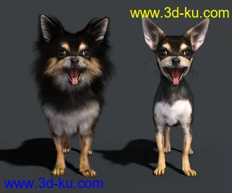 3D打印模型Chihuahua for Daz Dog 8 Penelope and Zorro Add-on的图片