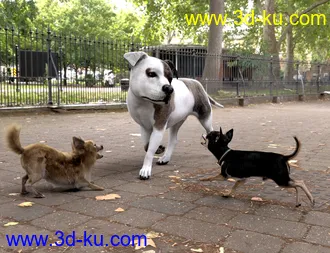 3D打印模型Chihuahua for Daz Dog 8 Penelope and Zorro Add-on的图片