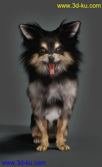 3D打印模型Chihuahua for Daz Dog 8 Penelope and Zorro Add-on的图片