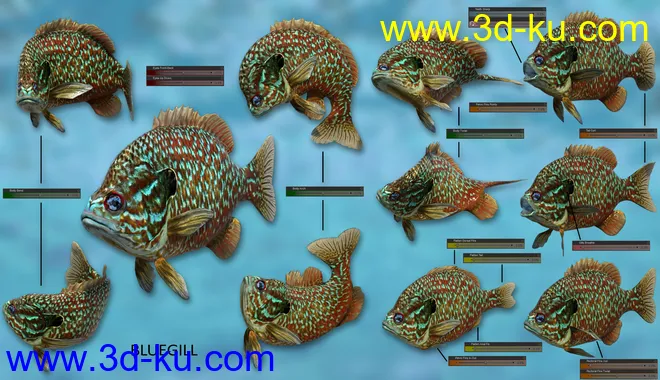 Freshwater Game Fish模型的图片6