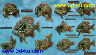 3D打印模型Freshwater Game Fish的图片