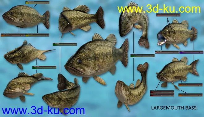 Freshwater Game Fish模型的图片7