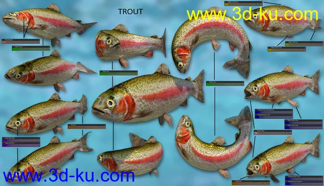 Freshwater Game Fish模型的图片9