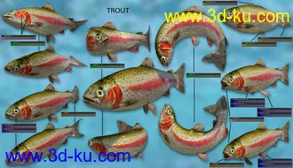 3D打印模型Freshwater Game Fish的图片