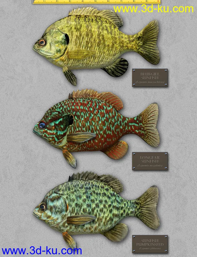 Freshwater Game Fish模型的图片11