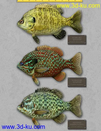 3D打印模型Freshwater Game Fish的图片
