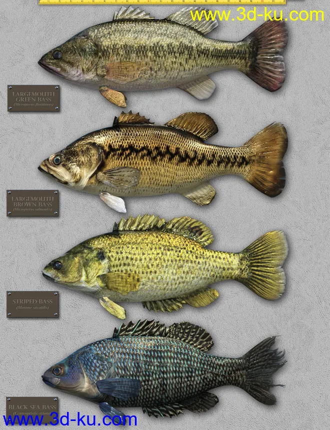 Freshwater Game Fish模型的图片12