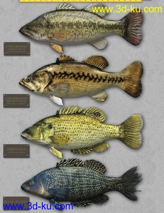 3D打印模型Freshwater Game Fish的图片