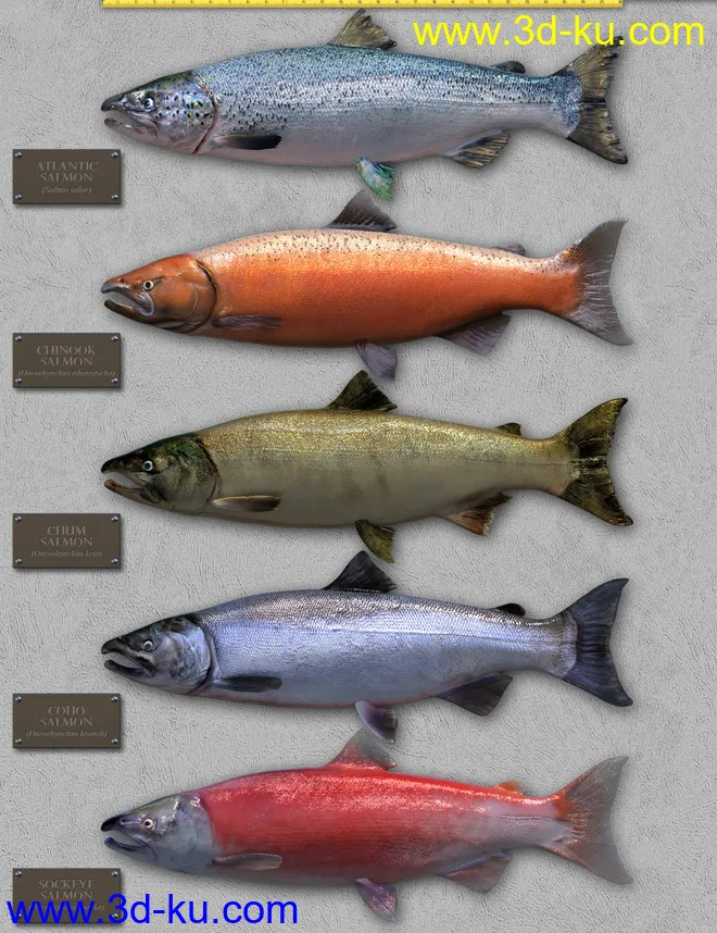 Freshwater Game Fish模型的图片13