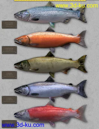 3D打印模型Freshwater Game Fish的图片