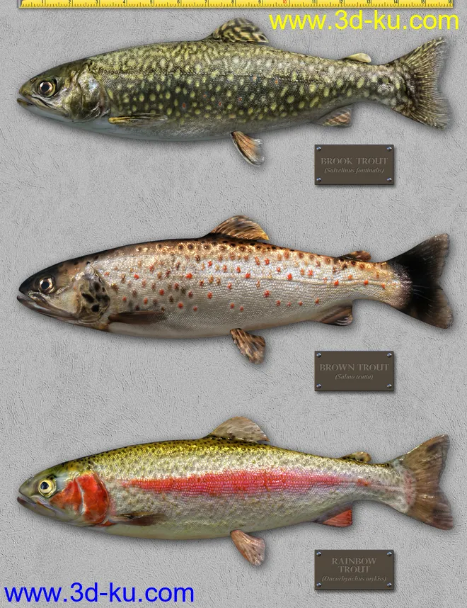 Freshwater Game Fish模型的图片14