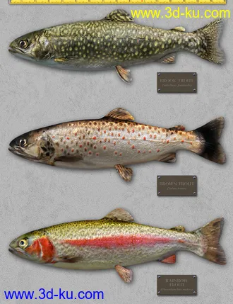 3D打印模型Freshwater Game Fish的图片
