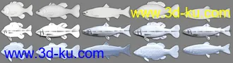 3D打印模型Freshwater Game Fish的图片