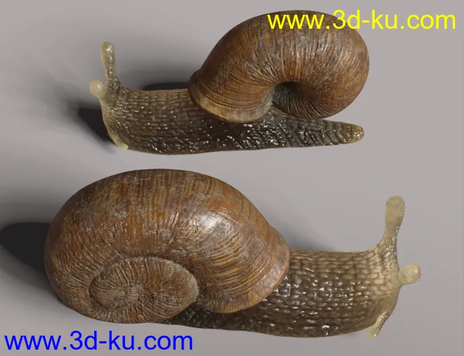Riding Snail模型的图片6