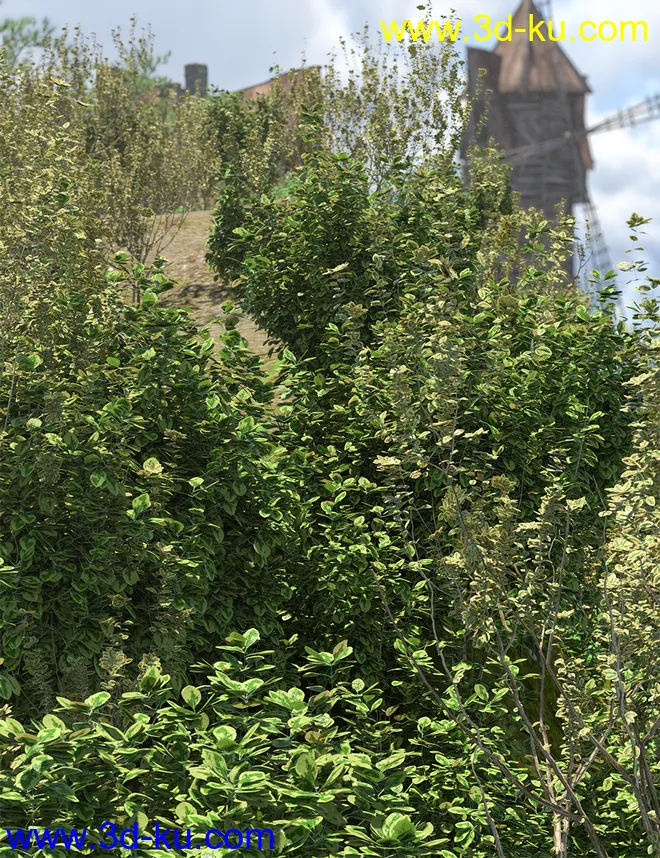 Shrubs for Foliage and Hedging Vol 1模型的图片3