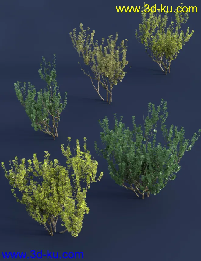 Shrubs for Foliage and Hedging Vol 1模型的图片9