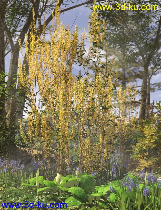 Spring Flowering Shrubs - Golden Forsythia模型的图片2
