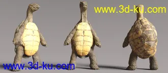 3D打印模型Storybook Turtle HD for Genesis 8.1 Males的图片