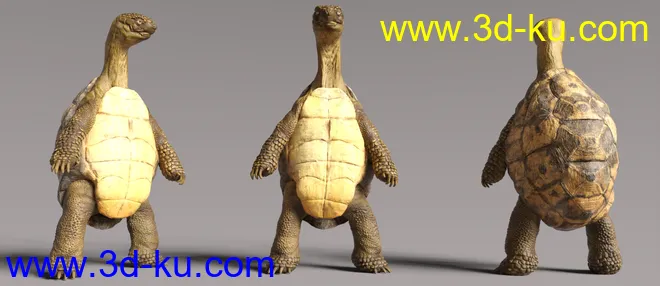 Storybook Turtle HD for Genesis 8.1 Males模型的图片5