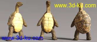 3D打印模型Storybook Turtle HD for Genesis 8.1 Males的图片