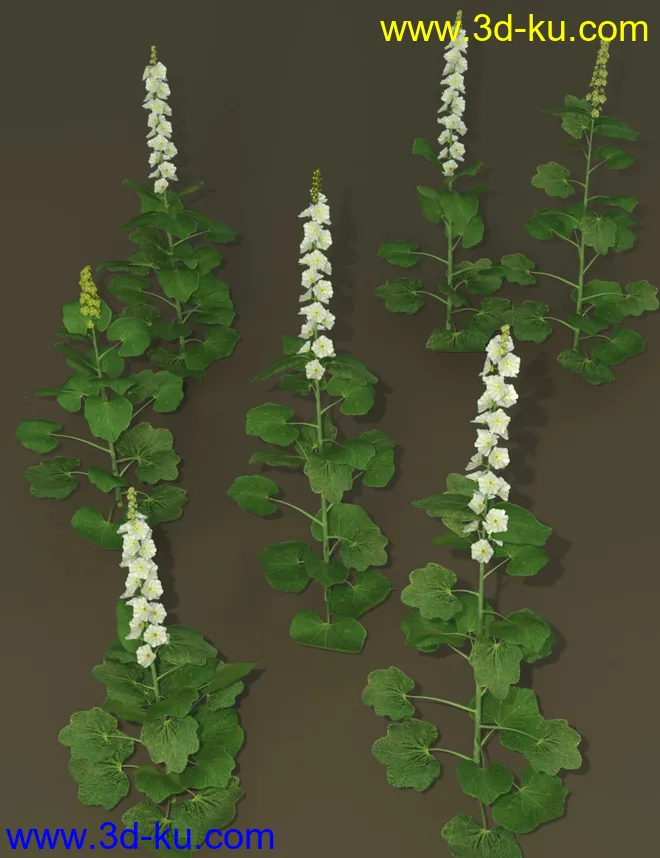 Cottage Garden Flowers - Hollyhocks模型的图片4