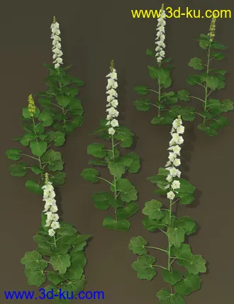 3D打印模型Cottage Garden Flowers - Hollyhocks的图片