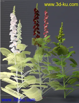 3D打印模型Cottage Garden Flowers - Hollyhocks的图片