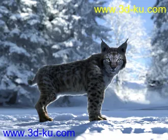 3D打印模型Felidae by AM - Lynx的图片