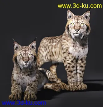 3D打印模型Felidae by AM - Lynx的图片