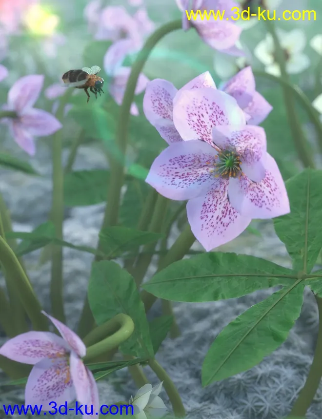 Garden Plants - Helleborus orientalis Christmas Rose Flowers模型的图片1