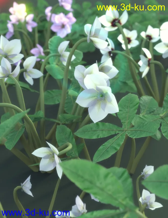 Garden Plants - Helleborus orientalis Christmas Rose Flowers模型的图片3